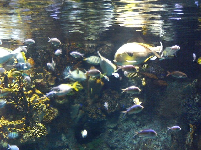 aquarium5.jpg