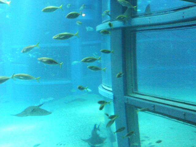 aquarium7