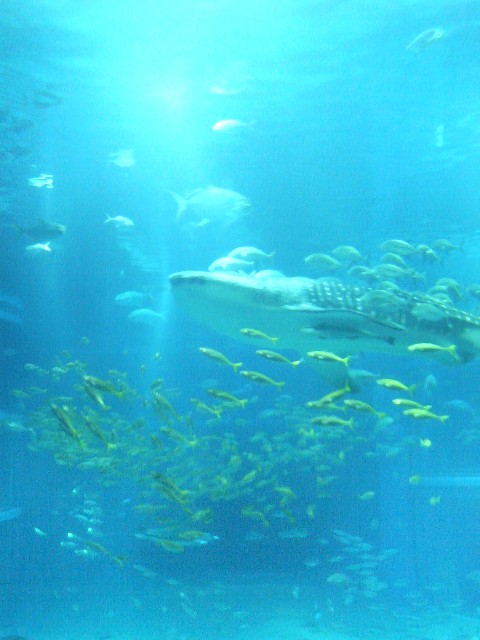 aquarium-1.JPG
